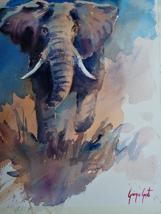 elephant 19