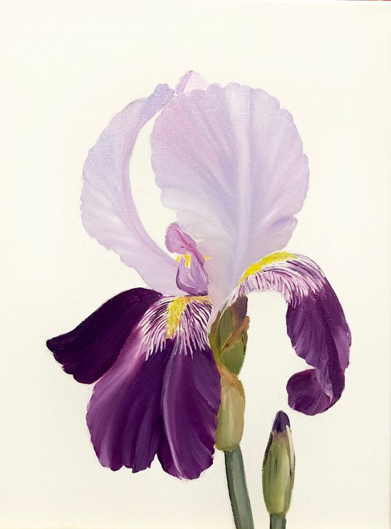 From the Series Iris flowers, Ritter-Schwertlilie