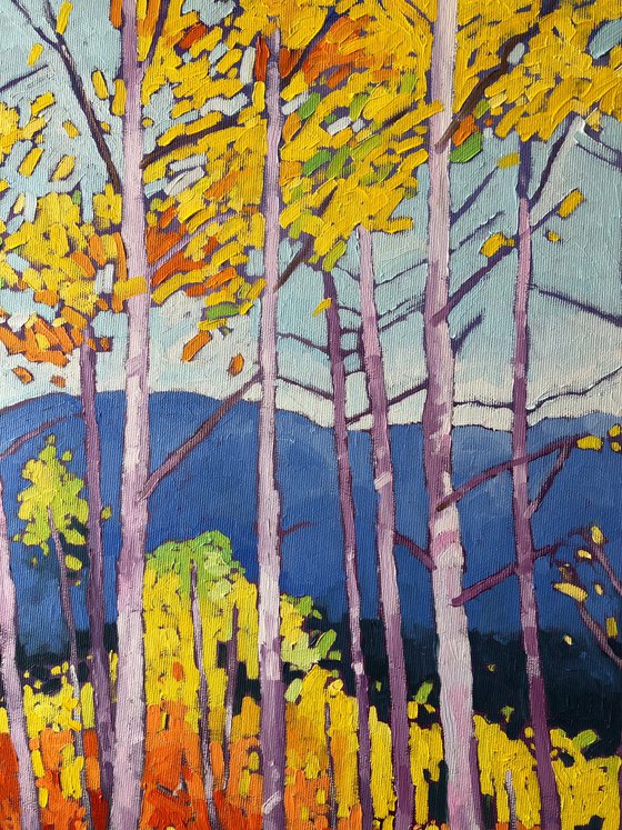 Birches in Forest