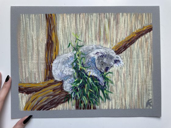 Koala