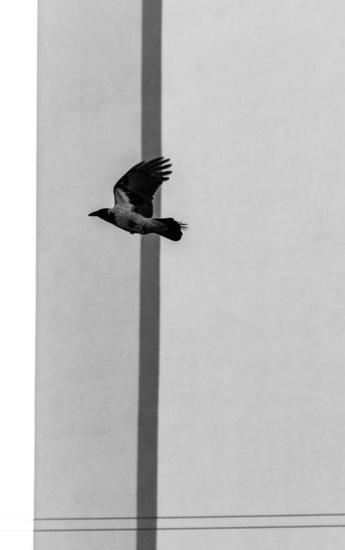 Minimalist crow (from the "Birds" set) by Adam Mazek