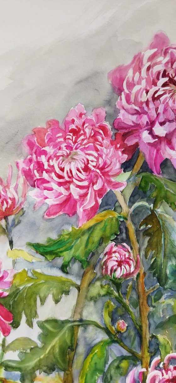 Pink Chrysanthemums Elegance