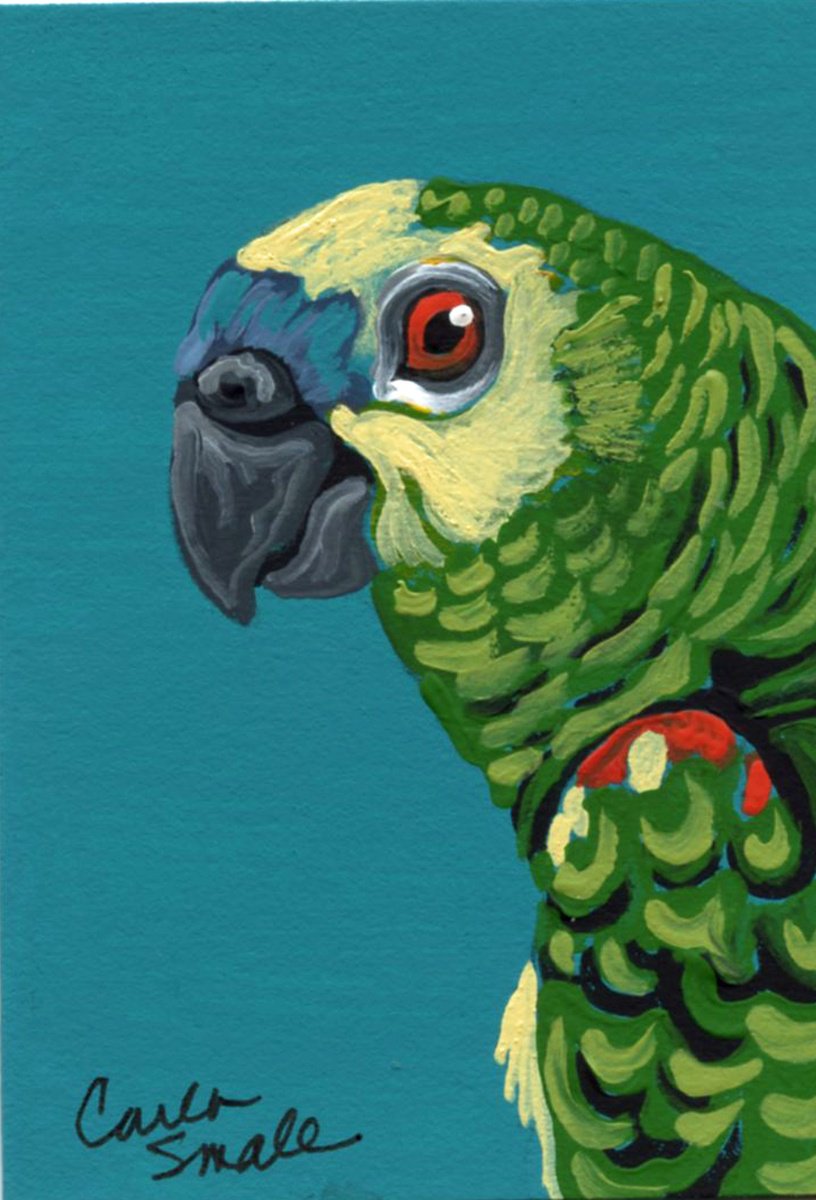 Amazon Parrot by Carla Smale