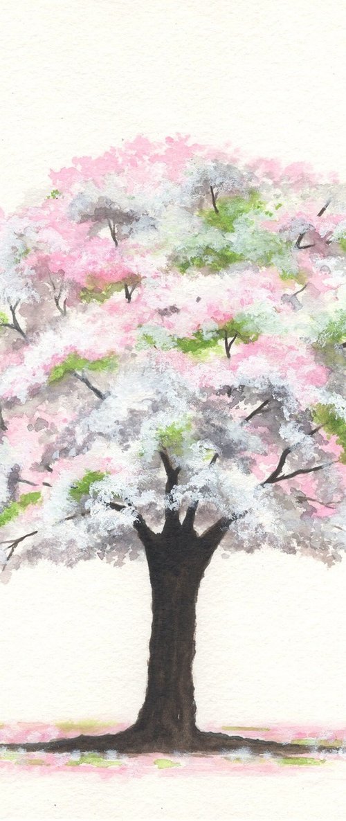 Cherry blossom by Shweta  Mahajan