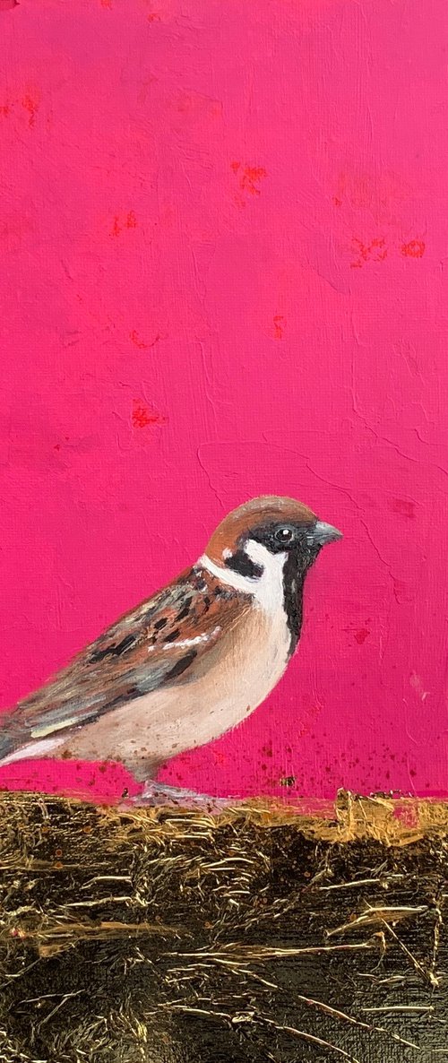 Male Sparrow by Laure Bury