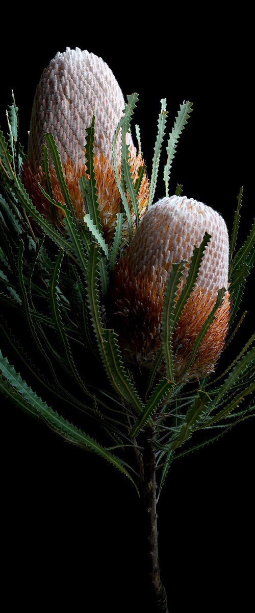 Banksia Prionotes by Nadia Culph