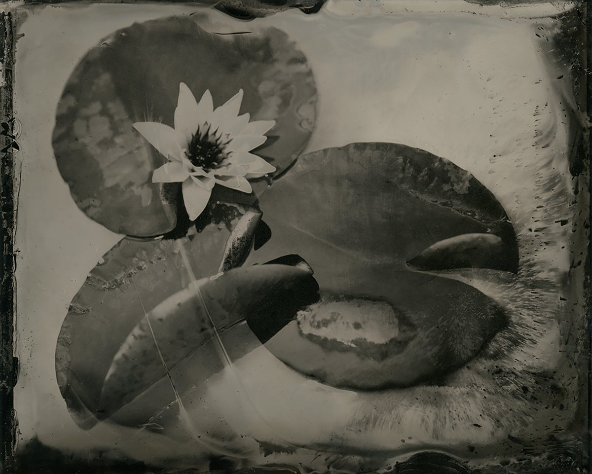 Photorealistic Botanical Photograph By Nicolas Laborie, 8 X 10", Silent Blossom, Original Artwork