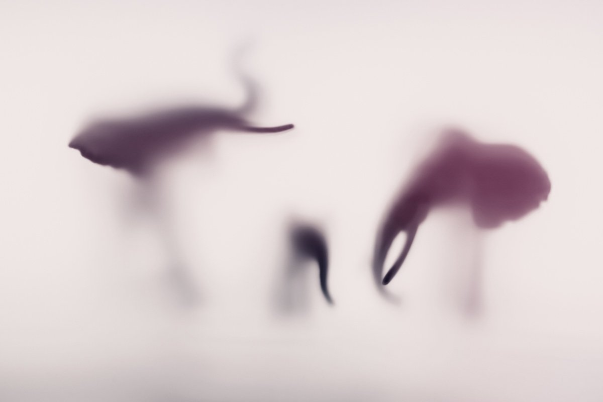Abstract Animal Photograph By Sven Pfrommer, 47 X 31", Wild Lens - Elephant Xix, Original Artwork