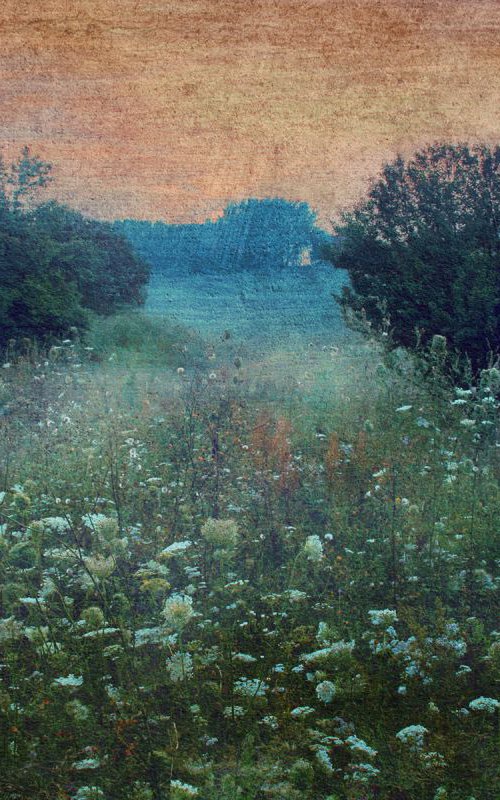 Morning, mist, blooming meadow. Summertime. by Valerix