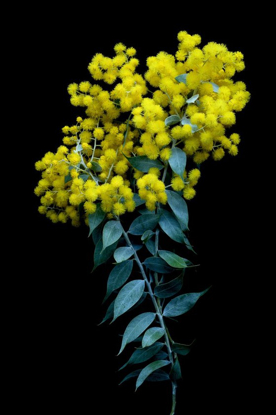 Silver Wattle
