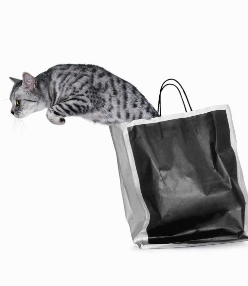 Cat out of the bag by Gandee Vasan