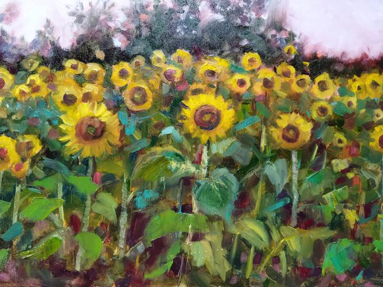Field of Light