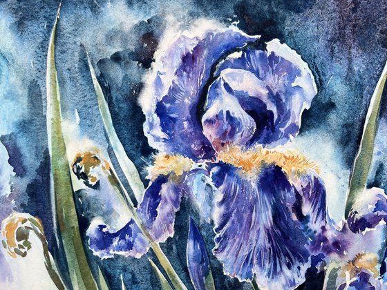 Blue Iris #5
