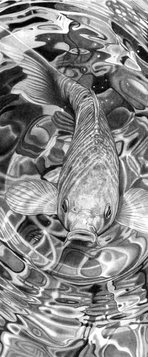 Koi Carp Pencil Drawing III by Paul Stowe