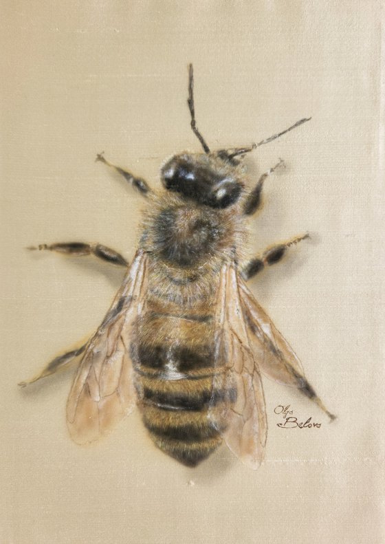 Silky Bee