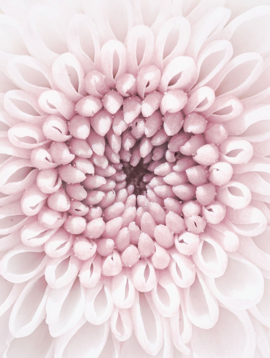 Impressionistic Botanical Photograph By Inna Etuvgi, 13 X 17, Echoes, Original Artwork