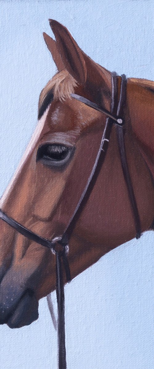 Horse Portrait 36 by Anastasia Parfilo