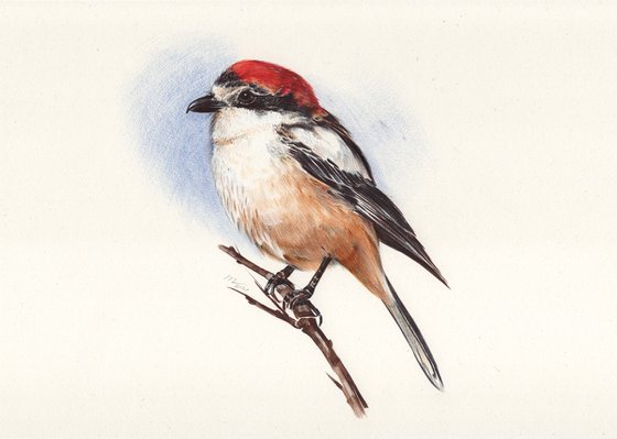 Birds Collection IV