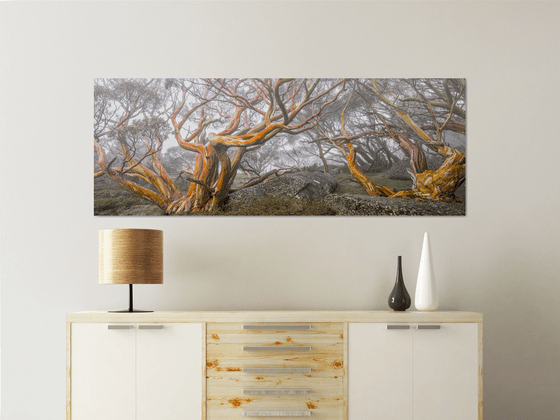Alpine Snow Gums