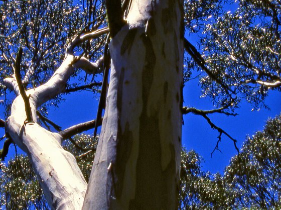 Snow Gum Canopy