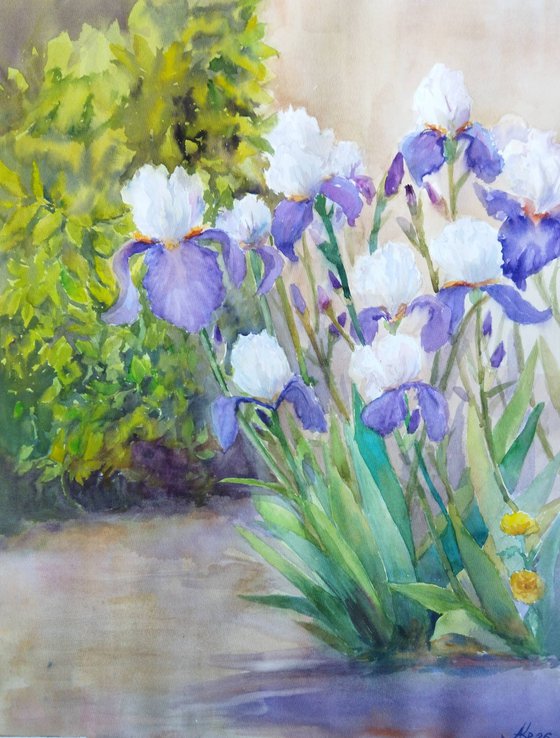 Charming irises