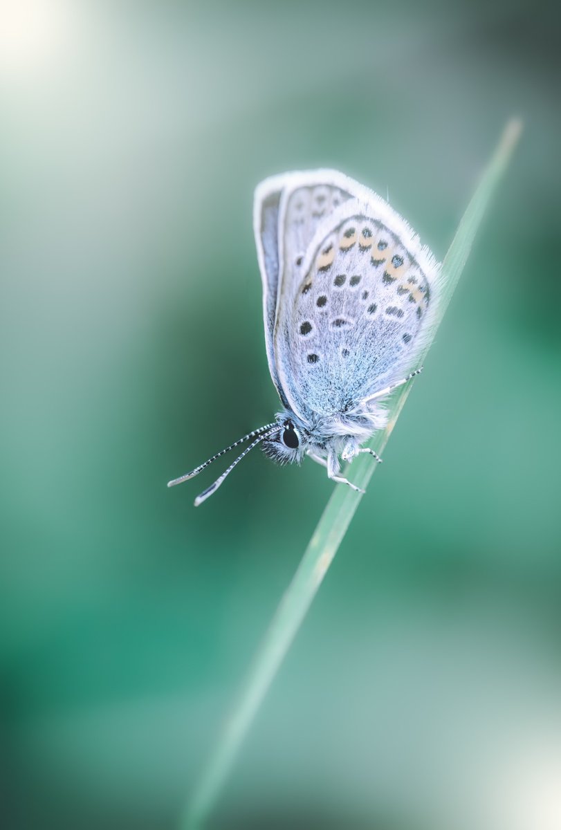 Animal Photograph By Paul Nash, 16 X 24", Macro Butterfly, Original Artwork