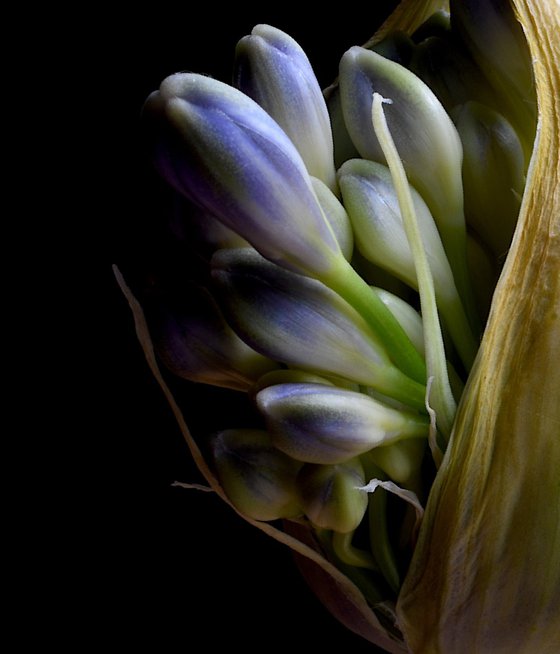 Flowering Agapanthus