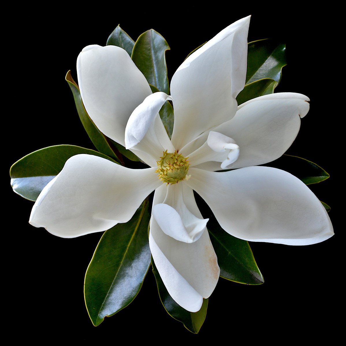 Botanical Photograph By Nadia Culph, 31 X 31", Little Gem Magnolia, Original Artwork
