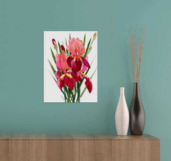 Burgundy Red Irises