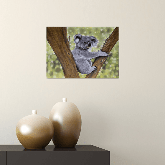 Koala