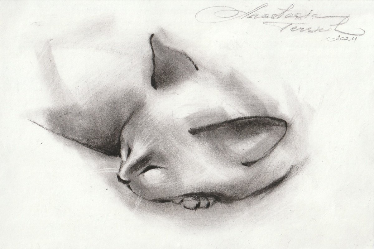 Animal Charcoal Drawing By Anastasia Terskih, 7 X 5, Sleeping Cat, Original Artwork
