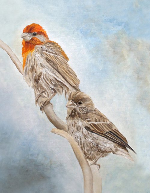 House Finch Couple by Angeles M. Pomata