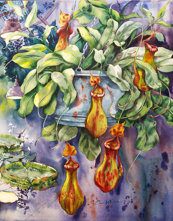 Nepenthes - large size watercolor, botanical garden
