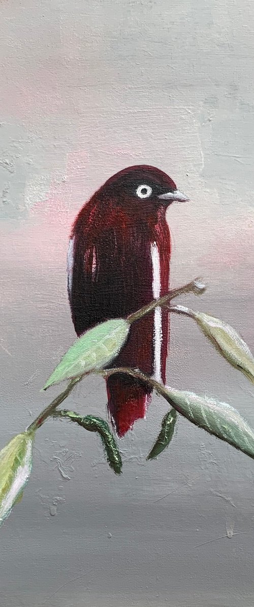 Pompadour Cotinga by Laure Bury