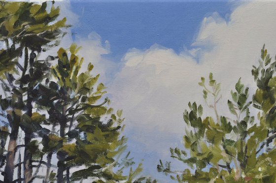 Pines on Snowy Mount Mézenc