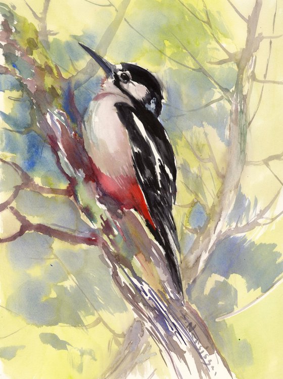 Dawny Woodpecker