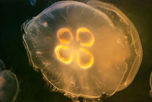 Orange Jellyfish by Eugene Norris