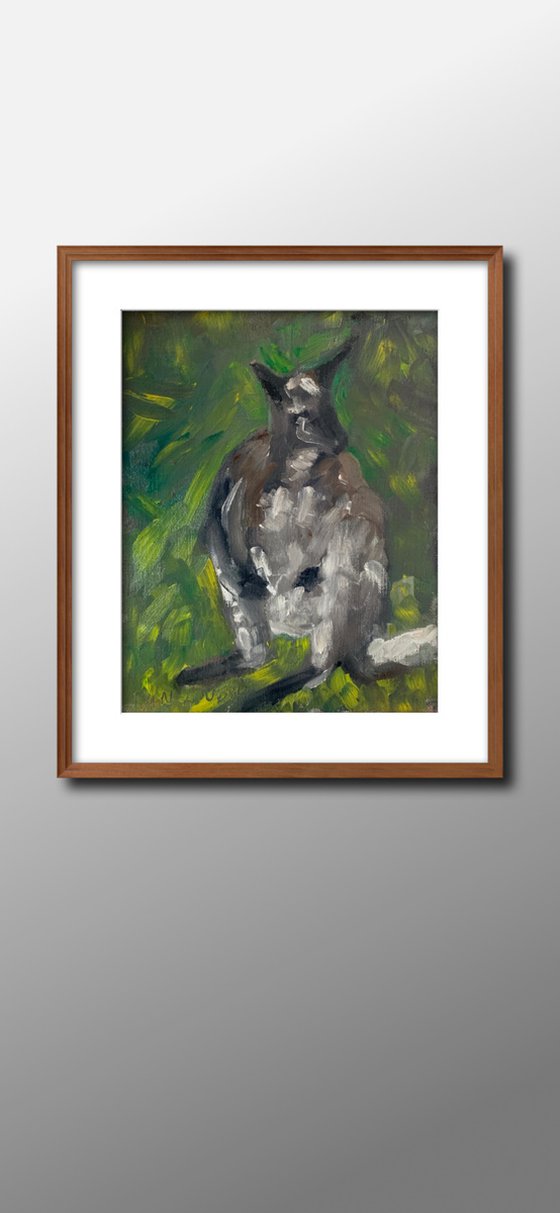 Wallaby