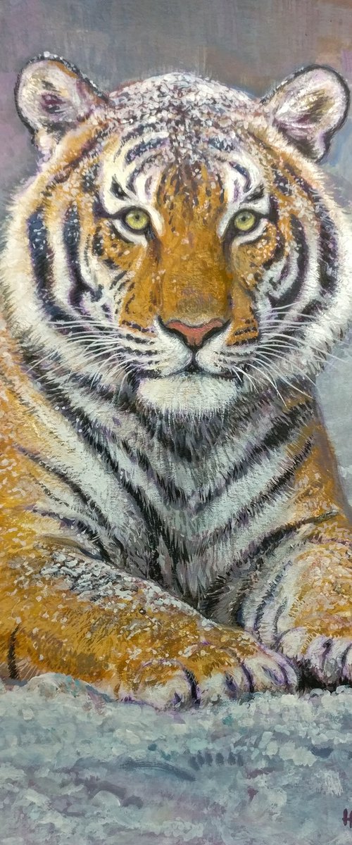 Siberian tiger by Gabriel Hermida