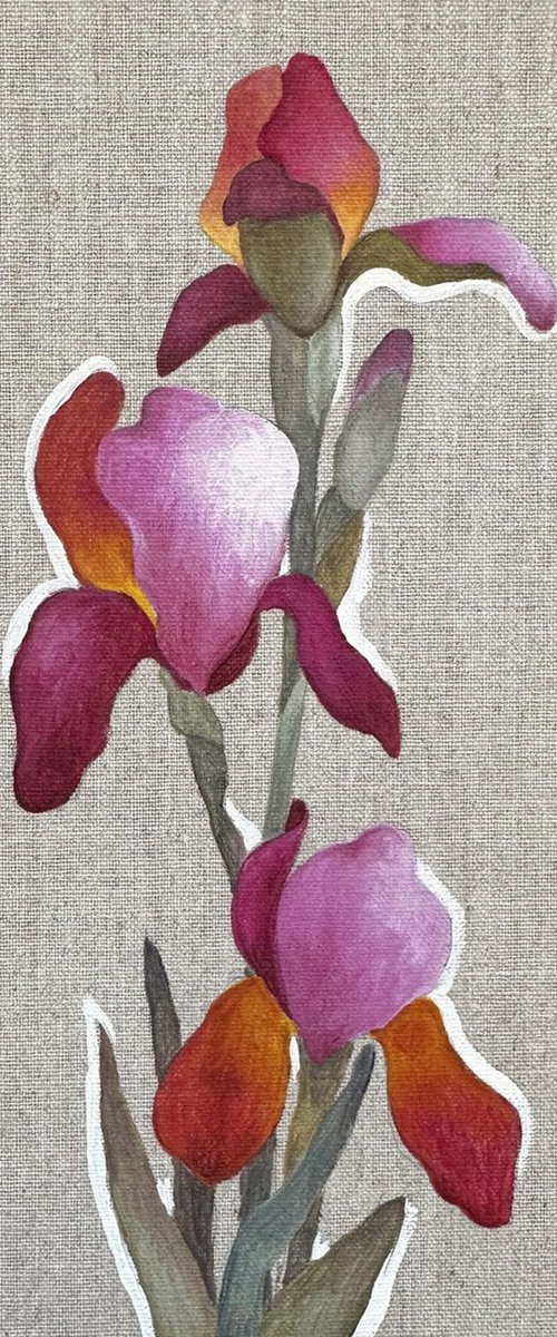 Pink Iris by Irina Anis