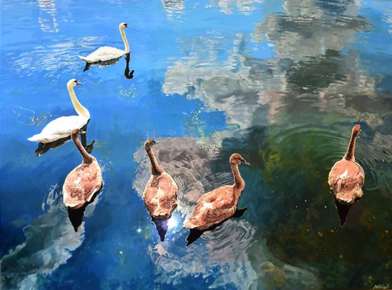 Swimming in the Sky: Swans on a Mirror Lake