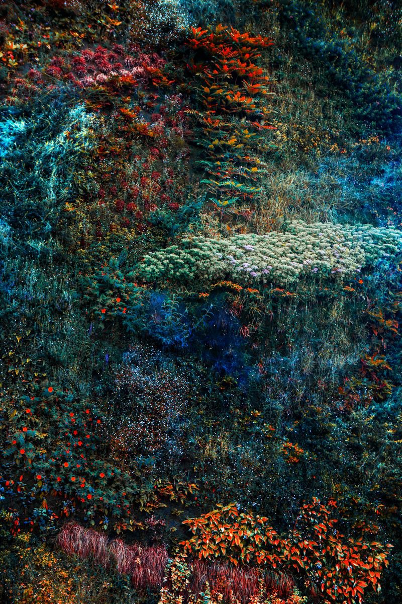 Impressionistic Botanical Photograph By Viet Ha Tran, 29 X 43", Wall Of Nature V, Original Artwork