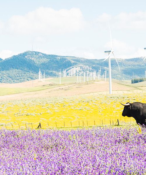 BULL AMONGST FLOWERS / ACRYLIC MOUNTED PRINT by Andrew Lever