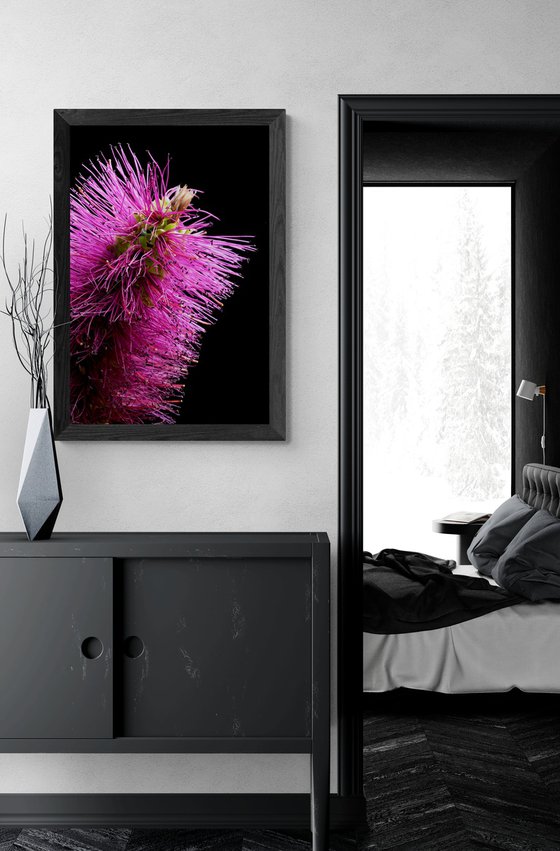 Callistemon Purple Cloud Bottlebrush