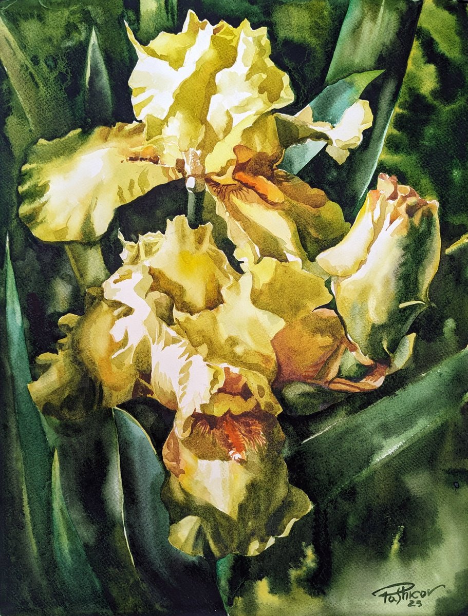 Yellow irises by Yuryy Pashkov