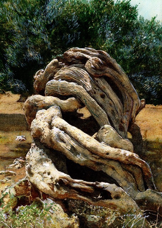 Olive Tree XV
