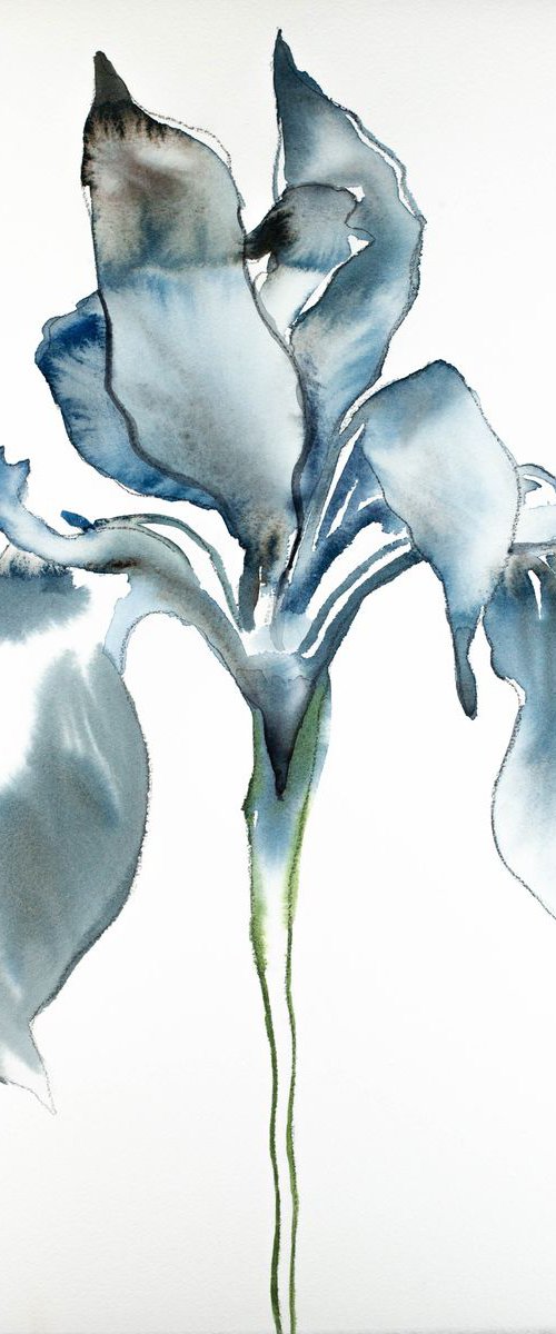 Iris No. 76 by Elizabeth Becker