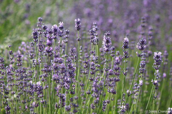 Lavander in the sun