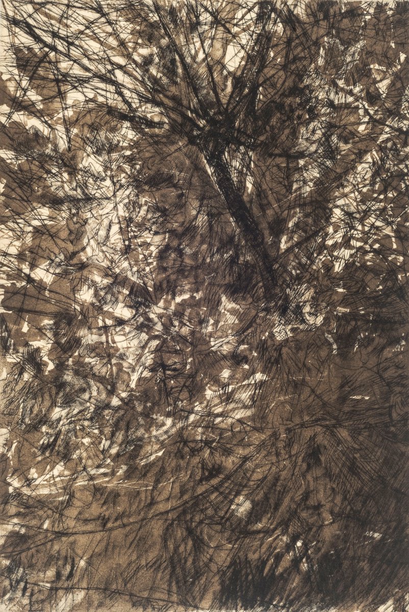 Impressionistic Botanical Etchings & Engravings By Fiona Hamilton, 13 X 17, Understorey, Original Artwork