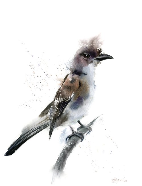 Phoebe Bird by Olga Shefranov (Tchefranov)